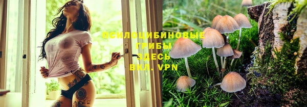 сатива Зеленокумск